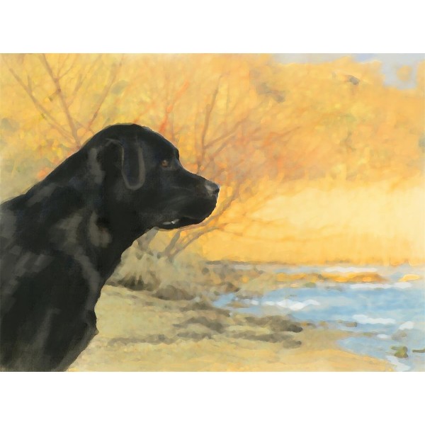 Cani 5d Diy Kit Diamond Painting Pittura Di Diamante NO463