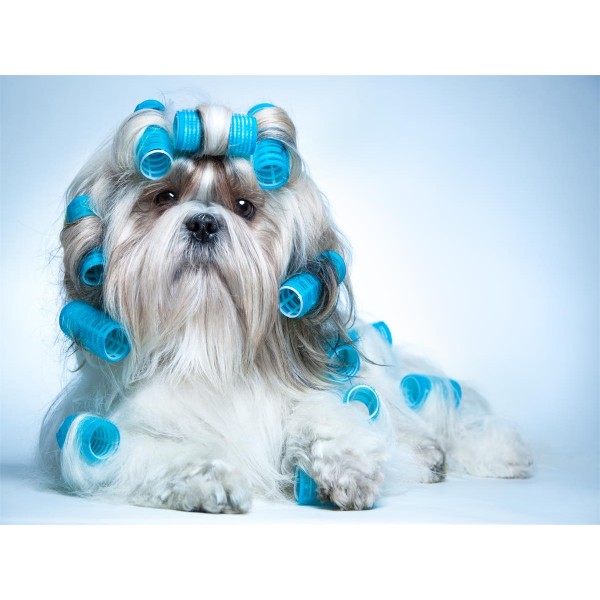 Cani 5d Diy Kit Diamond Painting Pittura Di Diamante NO460