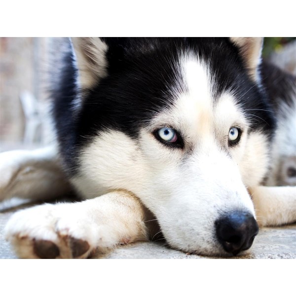 Cani 5d Diy Kit Diamond Painting Pittura Di Diamante NO459