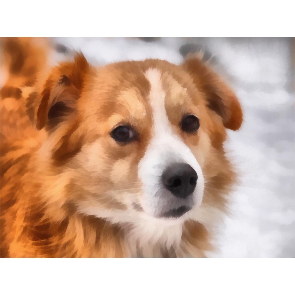 Cani 5d Diy Kit Diamond Painting Pittura Di Diamante NO458