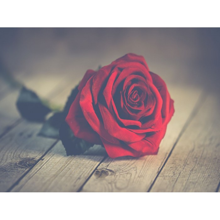 Rose Diamond Painting 5D Per Adulti – Kit Completo 30x40 Cm, Diamanti Rotondi Scintillanti