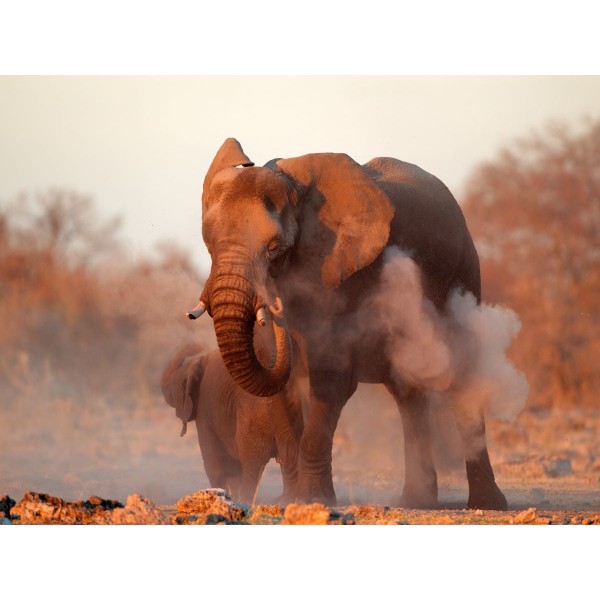 Elefante 5d Diy Kit Diamond Painting Pittura Di Diamante NO448