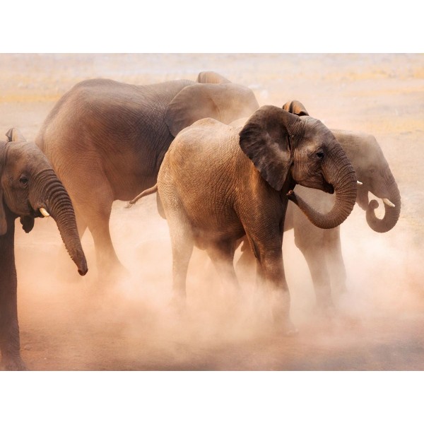 Elefante 5d Diy Kit Diamond Painting Pittura Di Diamante NO444