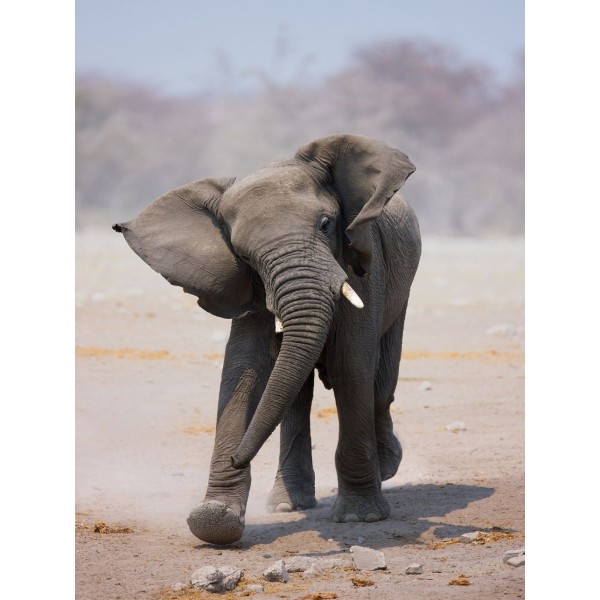 Elefante 5d Diy Kit Diamond Painting Pittura Di Diamante NO441