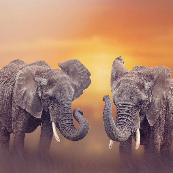 Elefante 5d Diy Kit Diamond Painting Pittura Di Diamante NO433