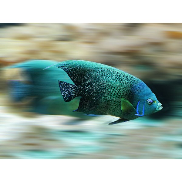 Pesce 5d Diy Kit Diamond Painting Pittura Di Diamante NO411