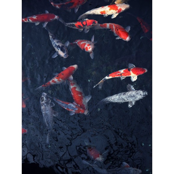 Pesce 5d Diy Kit Diamond Painting Pittura Di Diamante NO410