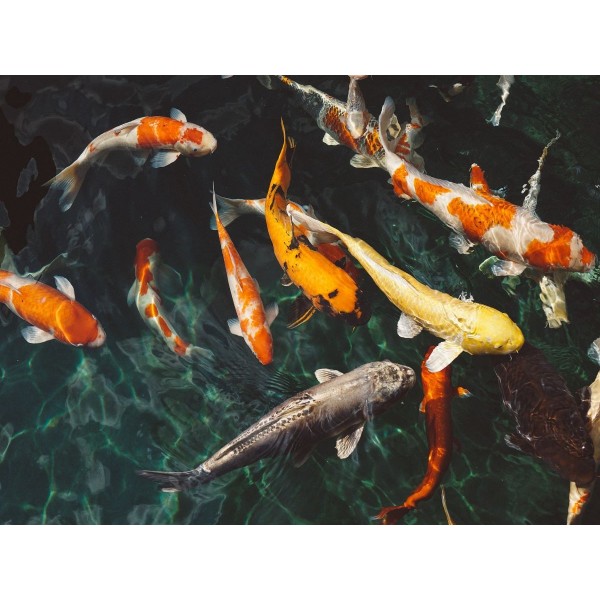 Pesce 5d Diy Kit Diamond Painting Pittura Di Diamante NO408