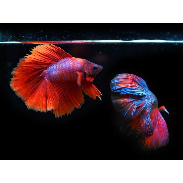 Pesce 5d Diy Kit Diamond Painting Pittura Di Diamante NO404