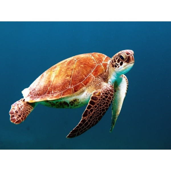 Tartaruga 5d Diy Kit Diamond Painting Pittura Di Diamante NO399