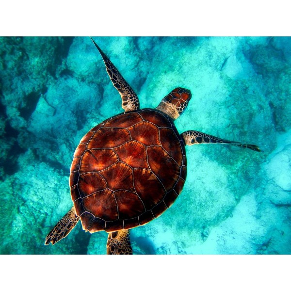 Tartaruga 5d Diy Kit Diamond Painting Pittura Di Diamante NO398