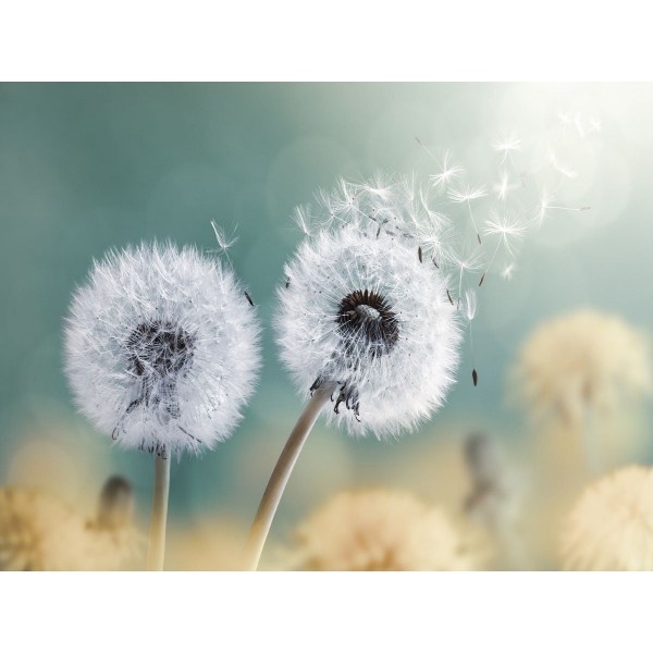 Dente Di Leone 5d Diy Kit Diamond Painting Pittura Di Diamante NO349