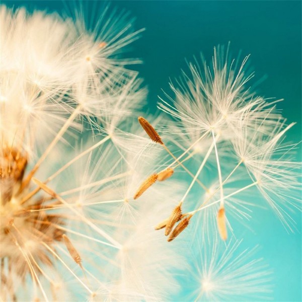 Dente Di Leone 5d Diy Kit Diamond Painting Pittura Di Diamante NO348