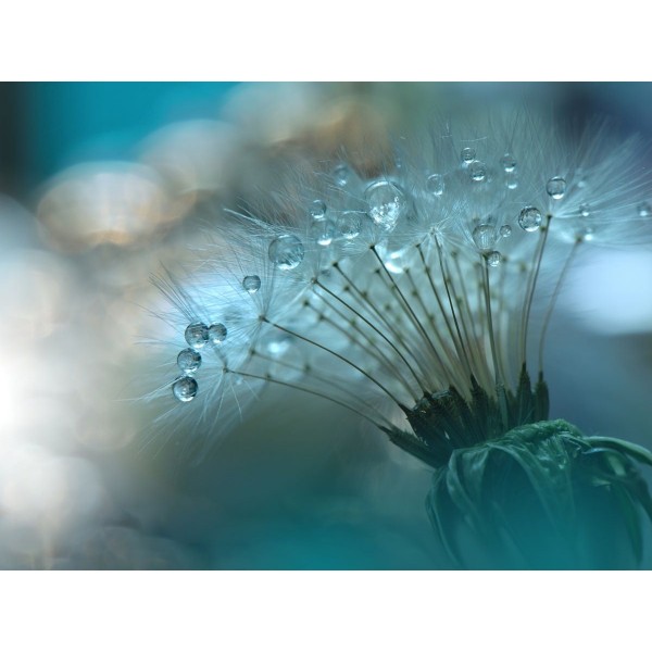 Dente Di Leone 5d Diy Kit Diamond Painting Pittura Di Diamante NO347