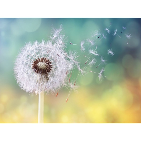 Dente Di Leone 5d Diy Kit Diamond Painting Pittura Di Diamante NO345