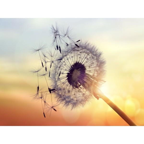 Dente Di Leone 5d Diy Kit Diamond Painting Pittura Di Diamante NO344