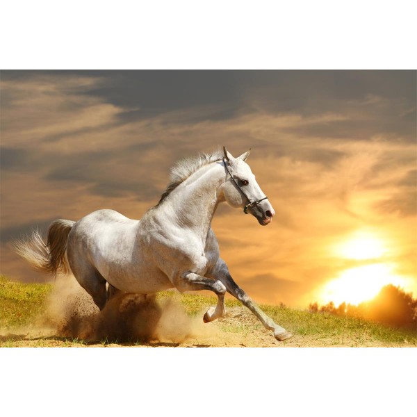 Cavallo 5d Diy Kit Diamond Painting Pittura Di Diamante NO328