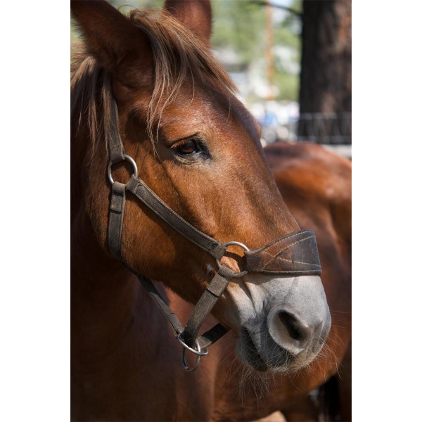 Cavallo 5d Diy Kit Diamond Painting Pittura Di Diamante NO325