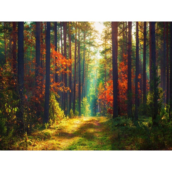 Albero 5d Diy Kit Diamond Painting Pittura Di Diamante NO216