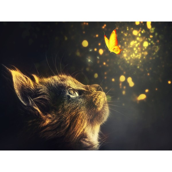 Gatto 5d Diy Kit Diamond Painting Pittura Di Diamante NO178