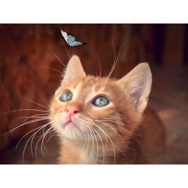 Gatto 5d Diy Kit Diamond Painting Pittura Di Diamante NO177