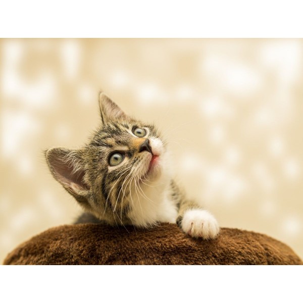 Gatto 5d Diy Kit Diamond Painting Pittura Di Diamante NO176