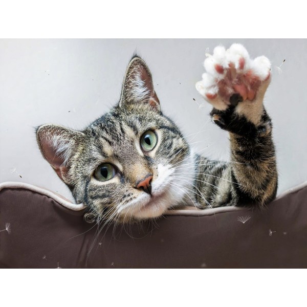 Gatto 5d Diy Kit Diamond Painting Pittura Di Diamante NO171