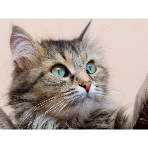 Gatto 5d Diy Kit Diamond Painting Pittura Di Diamante NO166