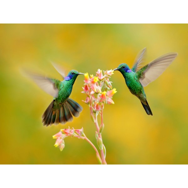 Uccello 5d Diy Kit Diamond Painting Pittura Di Diamante NO148