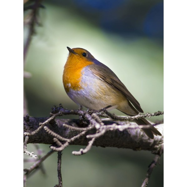 Uccello 5d Diy Kit Diamond Painting Pittura Di Diamante NO140