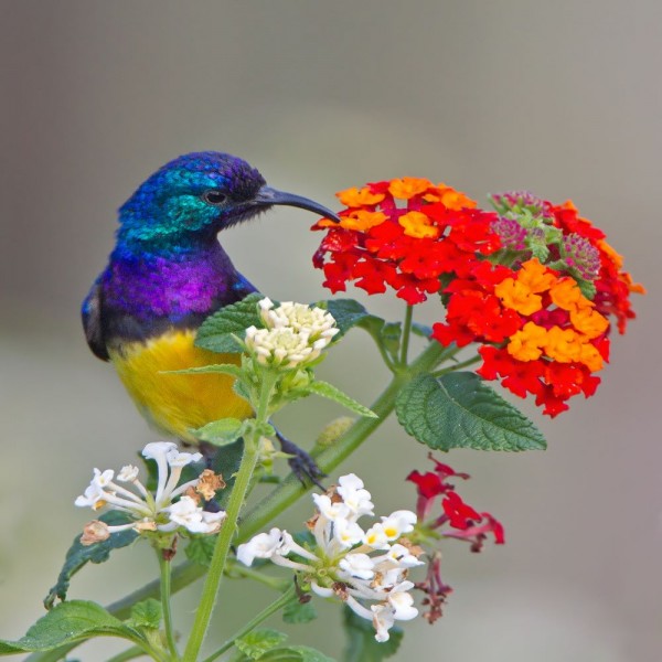 Uccello 5d Diy Kit Diamond Painting Pittura Di Diamante NO125