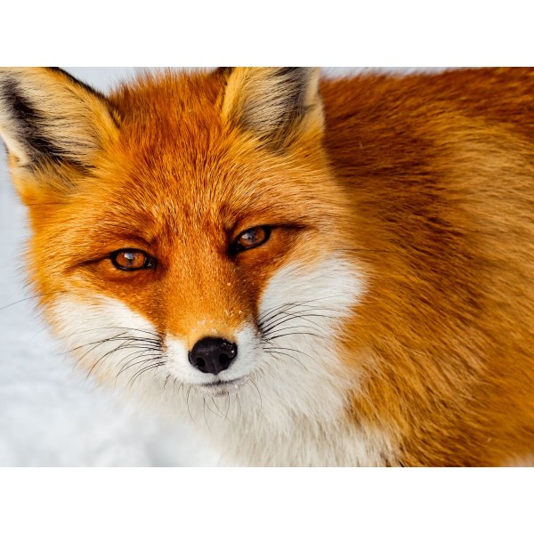 Volpe 5d Diy Kit Diamond Painting Pittura Di Diamante NO120