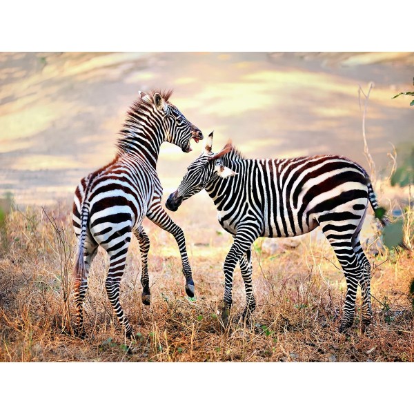 Zebra 5d Diy Kit Diamond Painting Pittura Di Diamante NO117