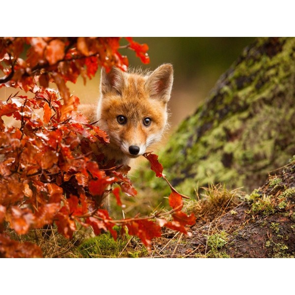 Volpe 5d Diy Kit Diamond Painting Pittura Di Diamante NO109