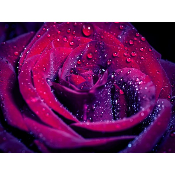 Rose 5d Diy Kit Diamond Painting Pittura Di Diamante NO81